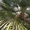 California Fan Palm