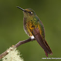Buff-tailed Coronet