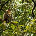 Yellow-handed Mitered Langur