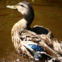 Mallard Duck