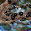 Jabuticaba