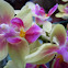 Orchid