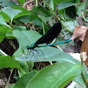 Ebony Jewelwing