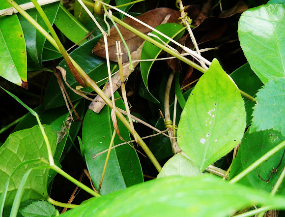 Spotting Image 1