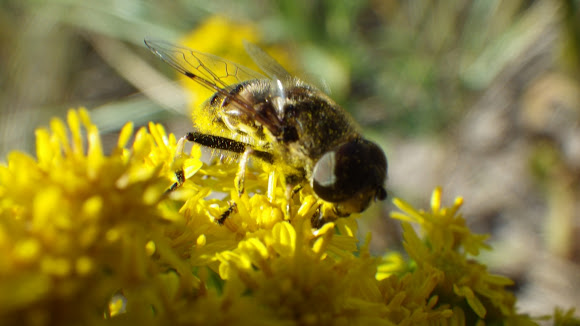 Spotting Image 1