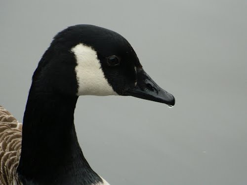 Canada Goose