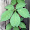 Virginia Creeper