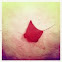 Bat ray