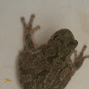 Gray Tree Frog