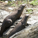 North American River Otter