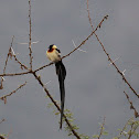 Long-tailed Paradise Wydah