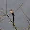 Long-tailed Paradise Wydah