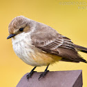Vermilion Flycatcher