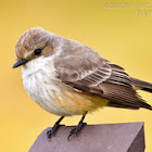 Vermilion Flycatcher