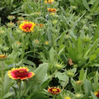 Blanket Flower