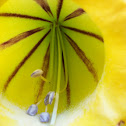 Showy Chalicevine