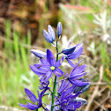 Camas