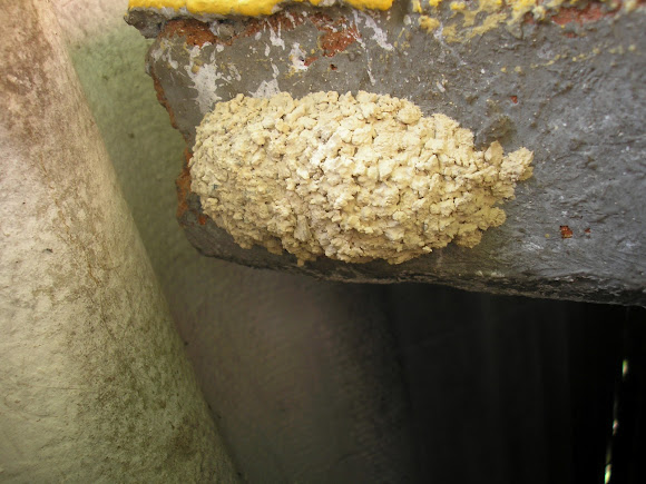 Spotting Image 1