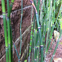 Cola de Caballo, Horsetail Reed
