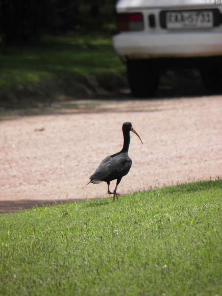 Spotting Image 1