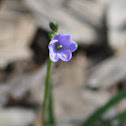Blue Squill