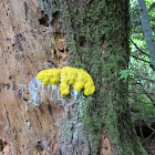 Dog vomit slime mold