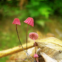 Pink Marasmius