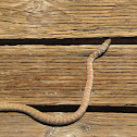 Red Coachwhip
