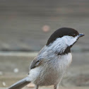 Carolina Chickadee