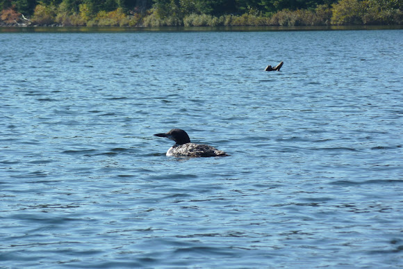 Spotting Image 1