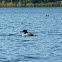 Common Loon