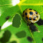 Yellow Lady Bug