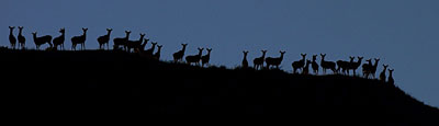 deer400.jpg