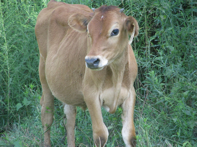 Calves...pics - Cattle