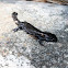 Blue-spotted Salamander 