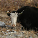 Yak