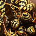 European Paper Wasp(vespa)