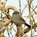 Blackstart