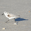 Sanderling
