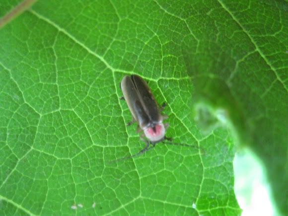 Spotting Image 1