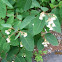 Spreading Dogbane