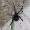 Black widow spider