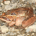 Wood Frogs