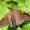 Silver-Spotted Skipper Butterfly