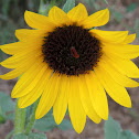 Common Sunflower