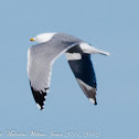 Yellow-legged Gull; Gaviota Patiamarilla