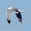 Yellow-legged Gull; Gaviota Patiamarilla