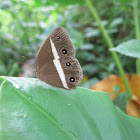 Smooth-eyed bushbrown