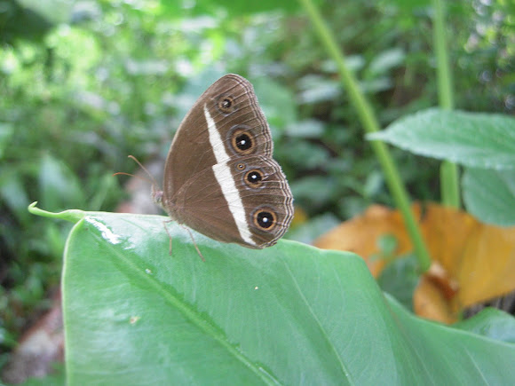 Spotting Image 1