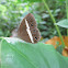 Smooth-eyed bushbrown